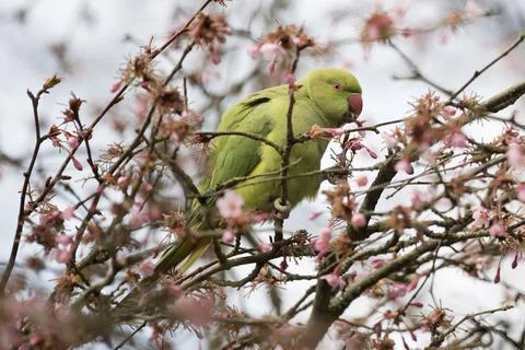 Green parakeet Stock-Fotos