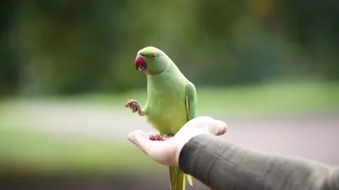 Green Parakeet with Red Beak Perched on Hand in Natural Setting Stock Footage 296517402