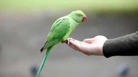 Green Parakeet with Red Beak Perched on Human Hand Outdoors Stock Footage 296517442