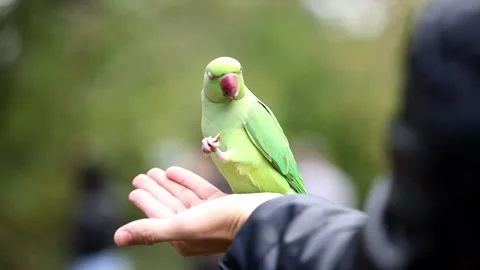 Green Parakeet with Red Beak Perched on Human Hand in Natural Setting 库存影片 296517443