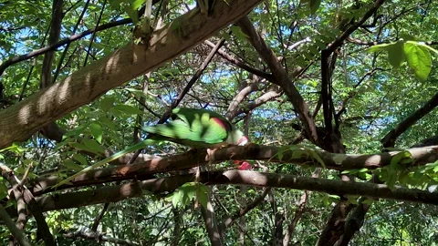 Green parakeet resting on tree branch in forest in India Vídeos de archivo 328955913