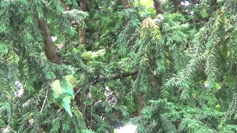 Green Parakeet scared by British Grey squirrel searching for food in a 스톡 동영상 135850420