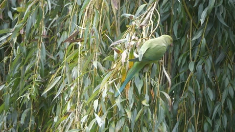 A green parakeet sitting on a tree branch. 스톡 동영상 149717401