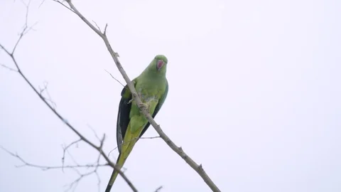 Green parakeet slowly climbing down branch, isolated white background Stock Footage 109979836