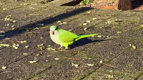 Green Parakeet Standing on Sunlit Pavement Stock Footage 328399946