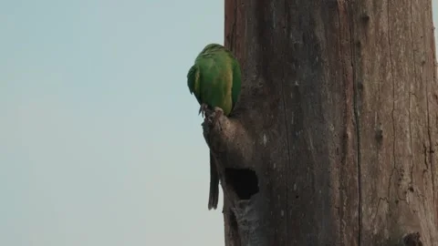 Green Parakeet on a tree, wild tropical bird wildlife Video stock 290400931