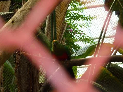 Green parakeet in a wire-mesh aviary with fence blur in the foreground 库存照片