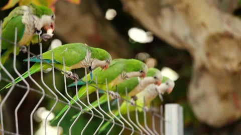 Green Parakeets Being Fed in the Ciutadella Park, Barcelona, 4K Stock Footage 210424476