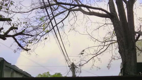 Green parakeets perch on bare chinaberry branches eating small fruit against an Видео 345672184