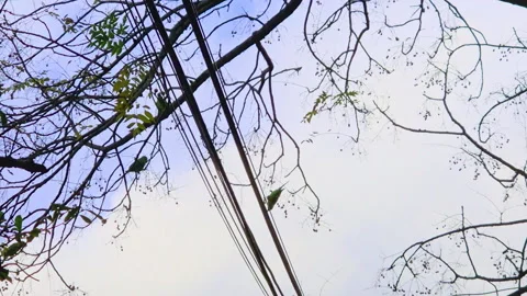 Green parakeets perch on bare chinaberry branches eating small fruit against an Stockbeeldmateriaal 345680289