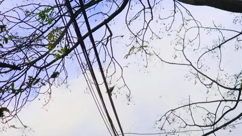 Green parakeets perch on bare chinaberry branches eating small fruit against an Stockbeeldmateriaal 345680539
