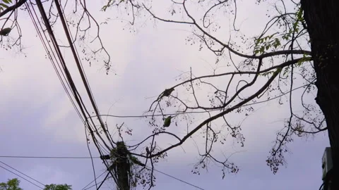 Green parakeets perch on bare chinaberry branches eating small fruit against an Stockbeeldmateriaal 345681206