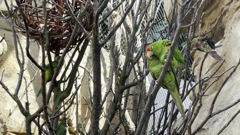 Green parakeets sit on branches and have fun. Stockbeeldmateriaal 203227942