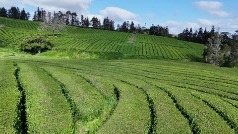 Green parallel tea rows on rolling hills of Sao Miguel Island, Azores 스톡 동영상 324735876