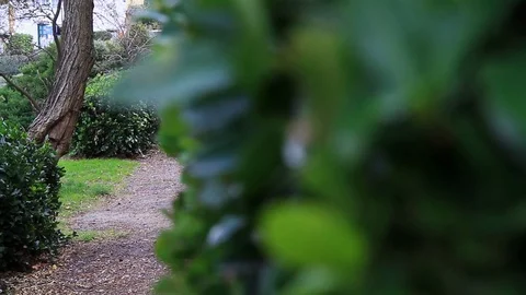 Green Park and Empy Bench Revealing Shot Stock Footage 110482465