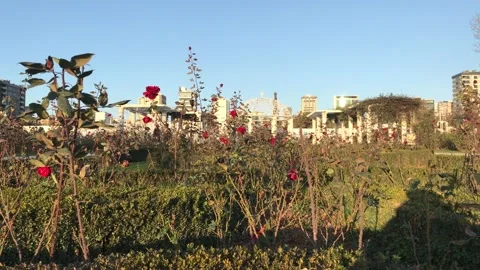 Green park in the city Stock Footage 146099704