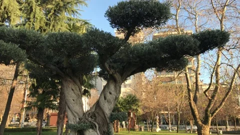 Green park in the city Video stock 146100358