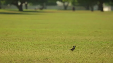 Green Park in Doha, Qatar. Video stock 130879442