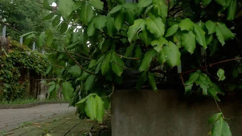 Green park: Stockbeeldmateriaal 80191265