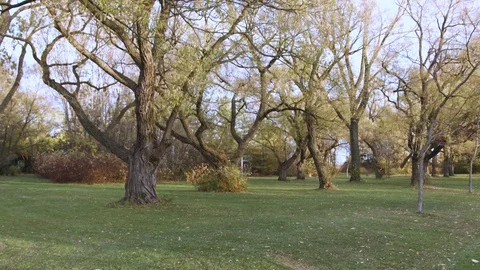 Green Park Vídeo Stock 82246020