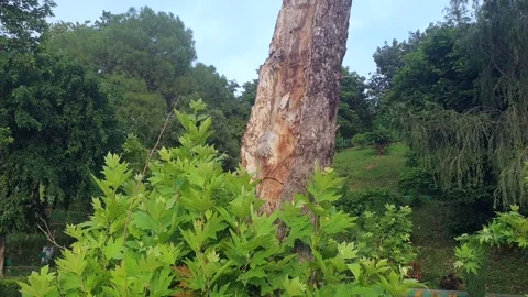 Green park Stock Footage 314310165