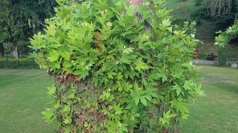 Green park Stock Footage 314310169