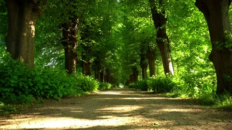 Green Park Forest Path in Summer - Park Trees and Landscape - Ground View Stock Footage 132049783