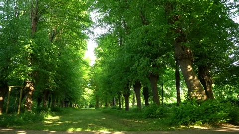 Green Park Forest Pathway in Summer - Park Trees and Landscape Stock Footage 132050331