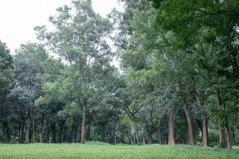 Green park forest view with a broad grassy lawn Stock Photos