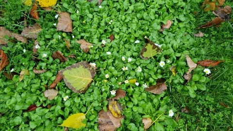 Green park ground with tiny white flowers and falling leaves motion Stock Footage 322040742