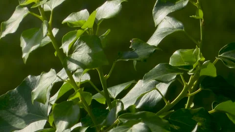 Green park with leafy trees and natural outdoor scenery Видео 329781273