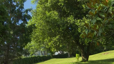 Green park with leafy trees and natural outdoor scenery 库存影片 329781275