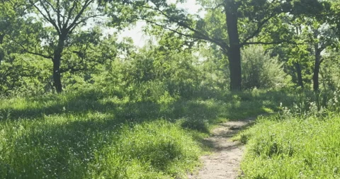 Green park in lush grass, foliage trees in morning sunlight. Beautiful nature Stock Footage 237617414