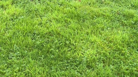 Green park meadow ground texture aerial Stock Footage 330743428