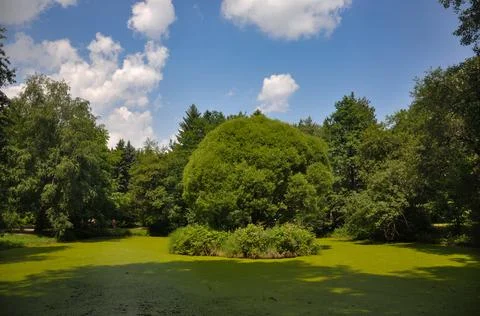 Green park Stock Photos