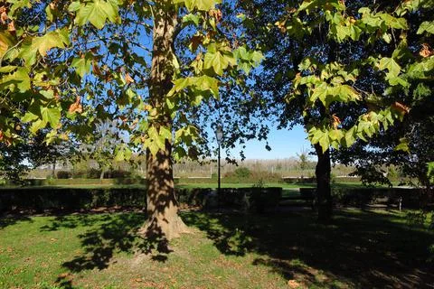 Green park Stock Photos