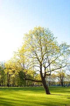 Green park in spring Stock Photos
