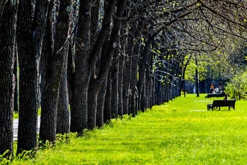 Green Park in spring Stock Photos
