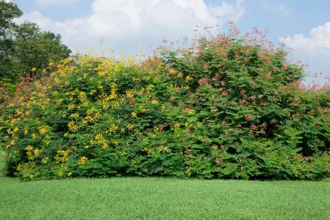 Green park in the summer Stock Photos