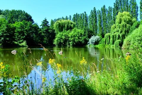 Green Park in summer. Stock Photos