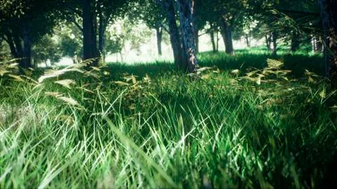 Green Park, Sun Forest Tree Landscape. 3D Rendering Ilustración de archivo
