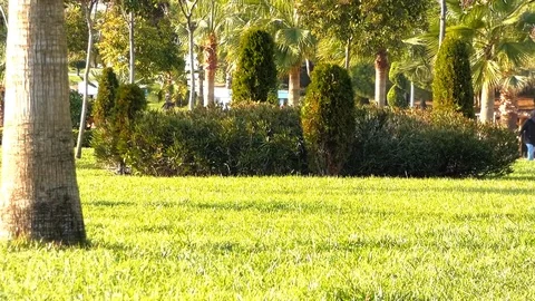 Green Park in Sunshine Stock Footage 123767723