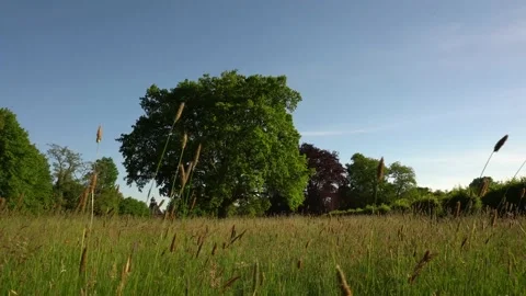 Green Park Tree in Summer - High Weed Ground View Stock Footage 132047148
