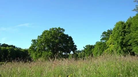 Green Park Tree in Summer - High Weed Ground View Stock Footage 134569609