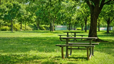 Green Park with Trees and Benches Sunny Day Seoul Stock Footage 340242576