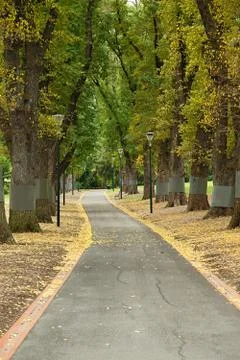 Green park with trees Stock Photos