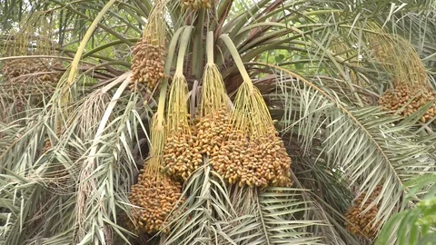 Green Parks in Riyadh - Dates on Palm Stock Footage 82889635