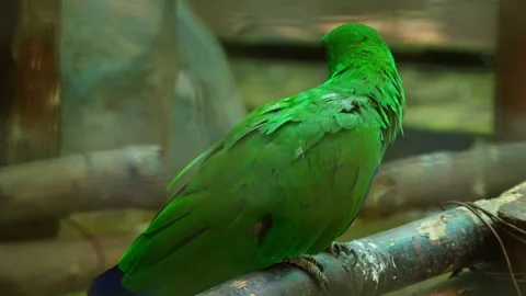 Green parrot 10 bit 4k 60fps Stock Footage 269557771