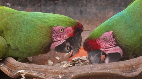 Green parrot bird Stock Footage 79596370