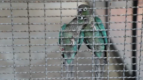 Green parrot in birdcage .Budgerigar on the cage. Video stock 108728362